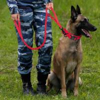 Perro táctico militar duradero, conjunto correa elástica, Collar entrenamiento caminar de nailon para mascotas, Perros medianos - details 13