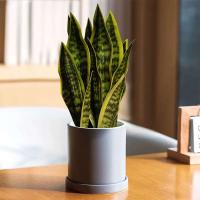 Planta de serpiente artificial Sansevieria, 32/37 cm, halcón verde, aloe vera, cera, lirio, lámina de plástico, lengua de dragón falsa para - details 0
