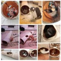 Cats