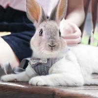 Conjunto de arnés y correa para gato y conejo a cuadros clásicos, arneses transpirables para mascotas con lazo para conejito, gatito, accesorios para conejos, ropa - details 4