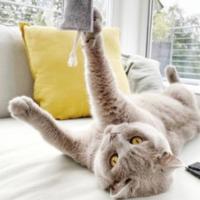 Juguete para gatos con hierba gatera juguetes de fieltro campanas formas de animales elegantes
