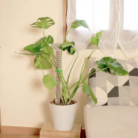 Columna de escalada de plantas, poste de musgo Sphagnum, soporte de cultivo de plantas, soporte de retención de agua, palo de extensión de plantas rico en fertilizante - details 12
