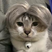 Pelucas divertidas para perros y gatos, accesorios para mascotas, cosplay - details 2