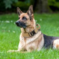 nailon duradero perros, collares tácticos militares de entrenamiento mascotas, Collar reflectante con mango fuerte para perros - details 2