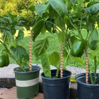Paquete de 6 antenas de bobina de cobre para jardinería, electrocultivo para cultivo de plantas de jardín, verduras con bobinas de Electro cultivo - details 2
