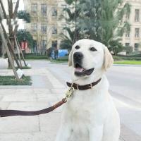 marrón cuero genuino estilo clásico Collar de perro resistente ustable para razas pequeñas, medianas y grandes - details 9