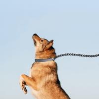 Correa ajustable duradera para perros, correa cómoda y transpirable para mascotas, cuerda de tracción reflectante impermeable para entrenamiento de gatos - details 2