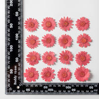Juego de 12 Uds. De flores secas naturales de 2,5-4cm para rellenos de funda de teléfono DIY, flor de crisantemo de cristal prensado, decoraciones artísticas para uñas - details 24