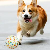 Bola de Goma Ligera para Masticar EPTU Juguete Interactivo de Lanzamiento para Perros con Alta Resistencia de Mordisco Suministros para Mascotas - details 5
