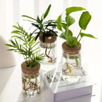 1 unidad, florero de cristal para plantas para ración doméstica, estación de propagación de plantas, florero de brotes, hidroponía de escritorio - details 1
