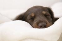 Camas suaves para perros y gatos, sofá para mascotas, la mejor casa para perros pequeños y medianos, nido clásico de estilo inglés, cama para dormir cálida para invierno, alfombrilla para cachorros - details 9