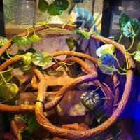 Enredadera Artificial verde de plástico falso para escalada, hoja de Tigre, vid, Terrario de reptiles, decoración de serpiente - details 5