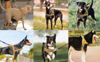 Arnes Perro Mediano