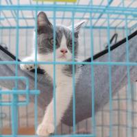 Hamaca colgante para cama de gato, esterilla de cojín suave para casa de gato, cesta de refrigeración para mascotas, tapiz, accesorios para mascotas, Verano - details 5