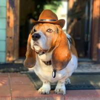 Sombrero de Cowboy de Alta Calidad Ajustable Interior, Cómodo para Mascotas - details 5