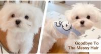 Set de Cuidado de Mascotas 4 en 1 Afeitadora de Pelo de Mascota con 4 Cuchillas - details 1