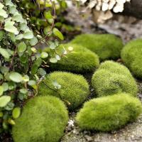 Mini colchón de musgo artificial, roca, vida eterna, plantas verdes, pastizales, decoración de jardín, artesanías PA, hoteles y hogares - details 15