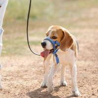 Cabeza de liberación rápida, cabestro con correa de seguridad, boquilla a prueba de mordeduras para evitar que el perro tire de la correa - details 1