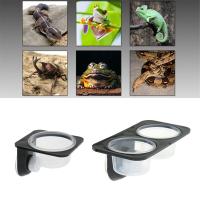 Reptiles y anfibios lagarto Gecko ventosa cuencos de alimentación contenedor de alimentos con tazón para alimentación de Reptiles y agua-B - details 2