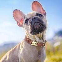perro personalizado, collares cuero PU personalizados perros, Collar identificación de mascotas acolchado suave para perros - details 9