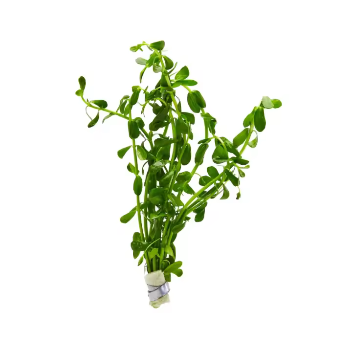 Bacopa villiniana (3-5 manojo de tallos) plantas de acuario vivos - 1