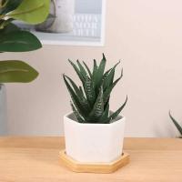 Bandeja de cerámica hexagonal blanca simple europea ETA, contenedor de plantas jugosas, bonsai pequeño ETA - details 7