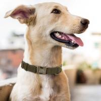 Conjunto Collar personalizado perro, correa plomo caminar, collares de cuero para mascotas, perros pequeños, medianos y grandes, - details 20