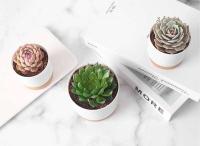 Plástico blanco uso interior, mini macetero floral con agujeros de drenaje jugoso o cactus, para plantas, ETA - details 10