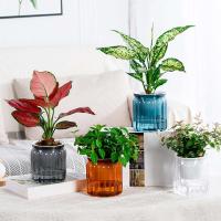Planta hidropónica jugosa, riego automático interior, mini mesa de comedor floral ETA, decoración de bonsái para jardín y hogar ETA - details 1