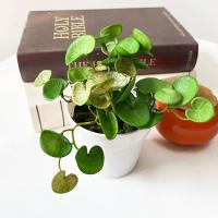 Plantas de hierba de moneda de cobre Artificial suave, hojas de hiedra falsas hechas a mano realistas, Mini ramo para colgar en la pared, decoración del hogar - details 3
