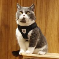 Arnes y correa ajustables y transpirables para mascotas Chaleco a prueba de Escape para gatos - details 11