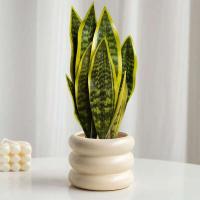 Planta de serpiente artificial Sansevieria, 32/37 cm, halcón verde, aloe vera, cera, lirio, lámina de plástico, lengua de dragón falsa para - details 1
