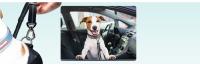 cinturon perro coche