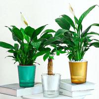 Riego automático transparente con absorción de agua automática ETA, adecuado para plantas de salón y productos florales - details 0