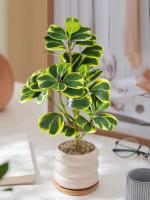 Pequeña Planta Hoya Artificial en Forma de Corazón Falsas Piñas Jugosas - details 0