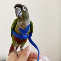 Juguete de entrenamiento al aire libre ajustable portátil, correa de tracción antimordedura, cuerda de entrenamiento para mascotas, arnés para loros, correa para pájaros - details 2