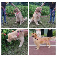 Correa Para Perros Con Reflejo Y Manija Cómoda De Nylon Adecuada Para Pequeños Medianos Y Grandes Cachorros Hasta 300cm - details 4