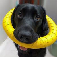 Los juguetes para mascotas no pueden morder a los perros. - details 0