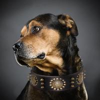 Collar de cuero con tachuelas y pinchos para perros grandes y medianos, Collar de cuero genuino duradero para mascotas, marrón - details 8