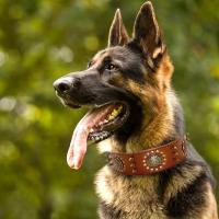 Collar de cuero con tachuelas y pinchos para perros grandes y medianos, Collar de cuero genuino duradero para mascotas, marrón - details 10