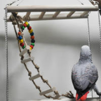 Juguete pequeño para loros y ratas, accesorios para jaulas de pájaros. - details 0