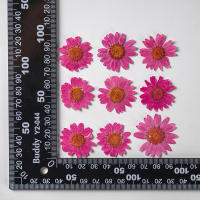 Juego de 12 Uds. De flores secas naturales de 2,5-4cm para rellenos de funda de teléfono DIY, flor de crisantemo de cristal prensado, decoraciones artísticas para uñas - details 22