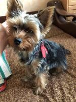 Lindo arnés perros pequeños chaleco suave cachorro pequeño gato Collar mascotas pecho de cuero para Chihuahua Yorkie maltés - details 10