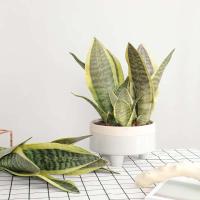 Plantas artificiales para decoración del jardín del hogar, rama de Sanseviria de plástico, bonsái DIY, plantas falsas para exteriores - details 5