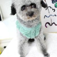Jersey de lana de invierno para mascotas, ropa ondulada de doble cara para cachorros y gatitos, abrigos cálidos, suéter para perros pequeños y medianos, atuendo para gatos - details 4