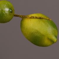 Rama de limón Artificial de lujo, árbol frutal de simulación de plástico elegante, fruta de limón Artificial hecha a mano para interiores y exteriores - details 2