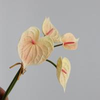 4 Uds. De artesanías de plantas, ramo de anturio de tacto Real, ramo Artificial Flexible hecho a mano para Navidad - details 2