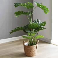 Maceta de Paja Extra Grande de Estilo Clásico, Ideal para Plantas Verdes o Flores - details 1