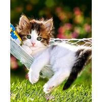 Comedero Gato Automatico