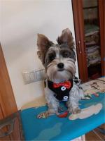 Collares para perros con lazo elegante, corbata, cuerda de tracción, arnés navideño para mascotas para perros pequeños y medianos, correa para el pecho para gatos, accesorios para perros, regalos - details 23
